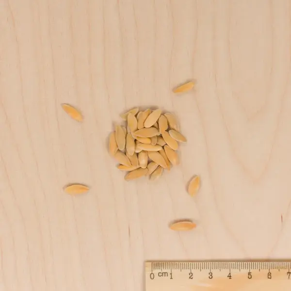 Potagères - Melon Jaune Canari 3 - Cuisine du Monde - MEDIA_3D